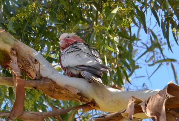 Zdjęcie z Australii - Nad rzeke wracam w kwietniu zeby przemaszerowac kolejny odcinek