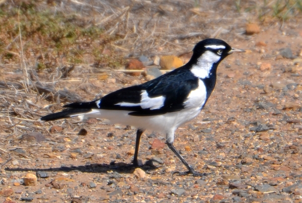 Zdjęcie z Australii - Gralina srokata (Grallina cyanoleuca) - samiec
