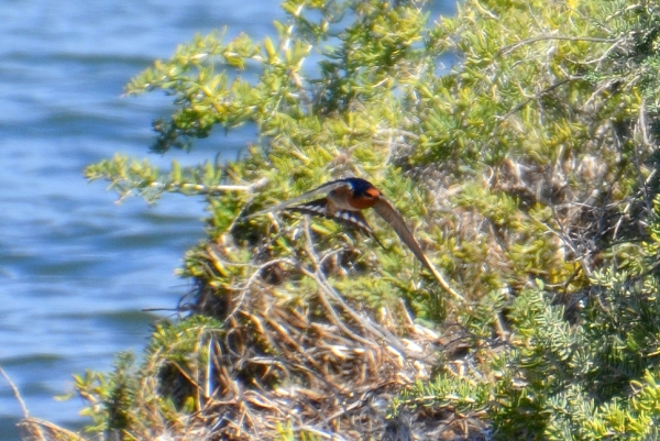 Zdjęcie z Australii - Jaskółka australijska (Hirundo neoxena)
