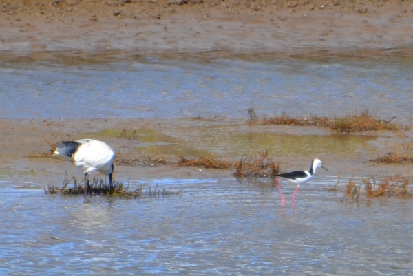 Zdjęcie z Australii - Przy błotnistej ławicy (łasze) szukaja pozywienia ibis i 