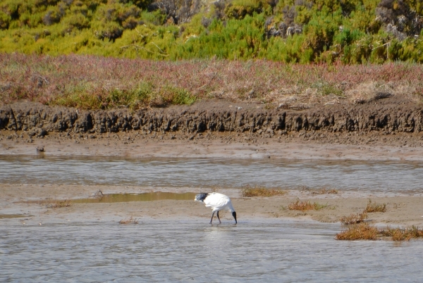 Zdjęcie z Australii - Ibis zawziecie przeszukuje muł