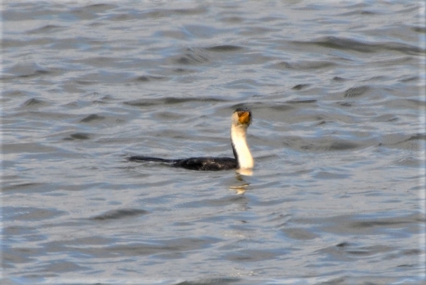 Zdjęcie z Australii - Kormoran białolicy