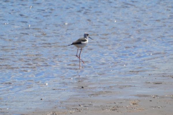 Zdjęcie z Australii - Mlody szczudłak zwyczajny (Himantopus himantopus)