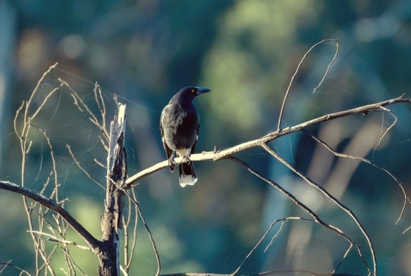 Zdjęcie z Australii - Na polance kurawonga czarna (Strepera graculina)