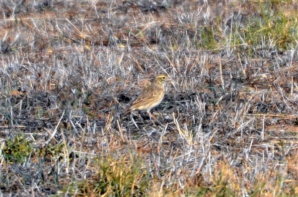 Zdjęcie z Australii - Chyba kępaczek trzcinowy (Poodytes gramineus)