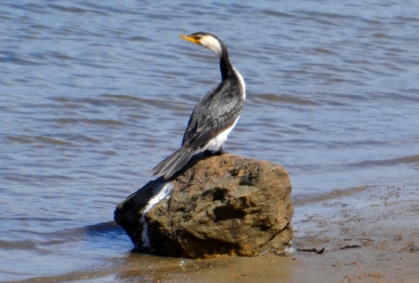 Zdjęcie z Australii - Dalej na kormoranim kamieniu siedzi kormoran bialolicy