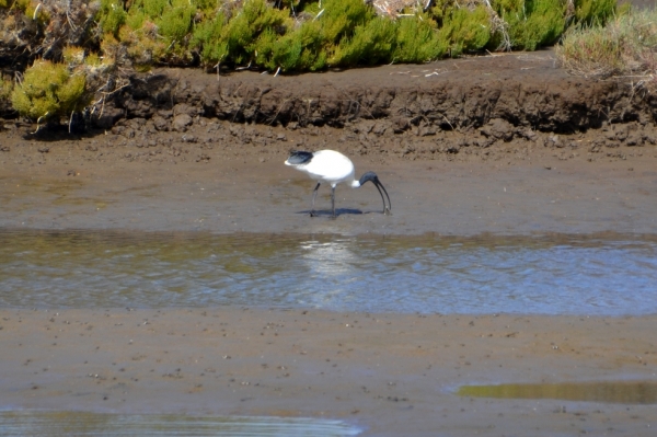 Zdjęcie z Australii - Ibis wyciagnal z blota jakiegos małża