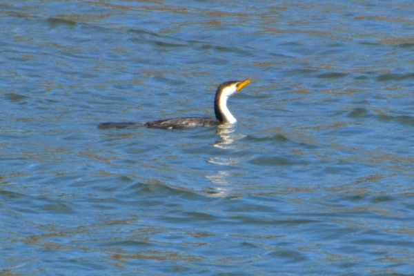 Zdjęcie z Australii - Kormoran bandyta :)))