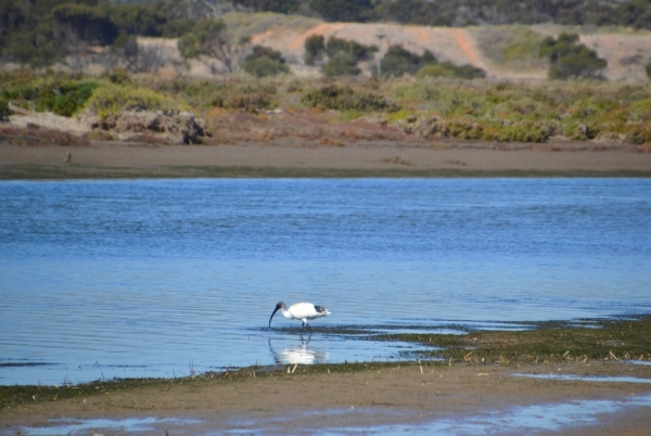 Zdjęcie z Australii - Na zakolu rzeki żeruje ibis