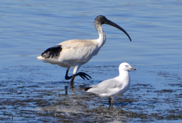 Zdjęcie z Australii - Ibis i mewa (pewnie liczaca na resztki z panskiego stolu)