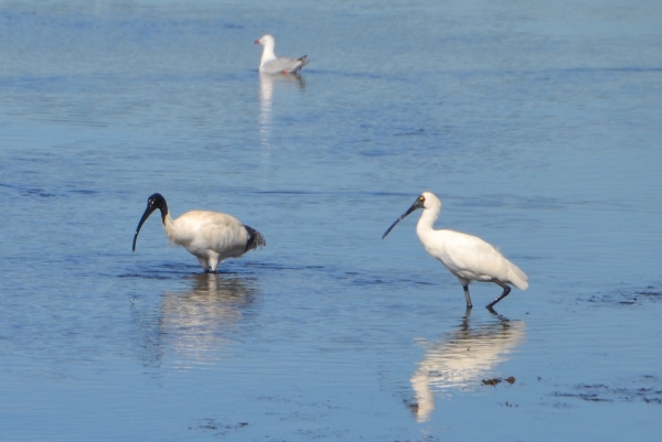 Zdjęcie z Australii - Kuzyni - ibis i warzecha