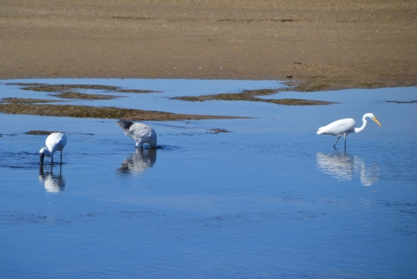 Zdjęcie z Australii - Warzęcha, ibis i czapla...kazde zajete swoimi sprawami :)