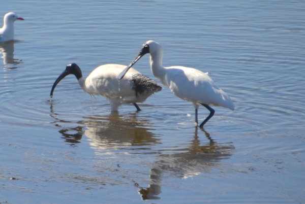 Zdjęcie z Australii - Ibis z warzęchą za pan brat ;)