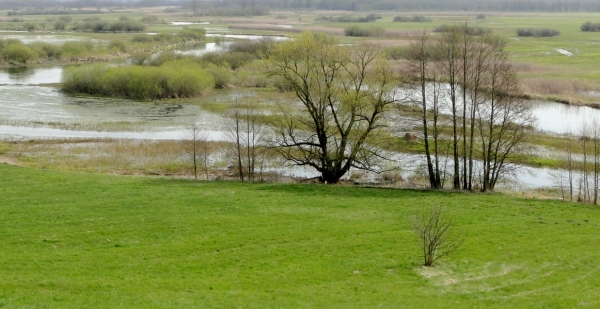 Zdjęcie z Polski - Widok na Biebrzę w Burzynie.