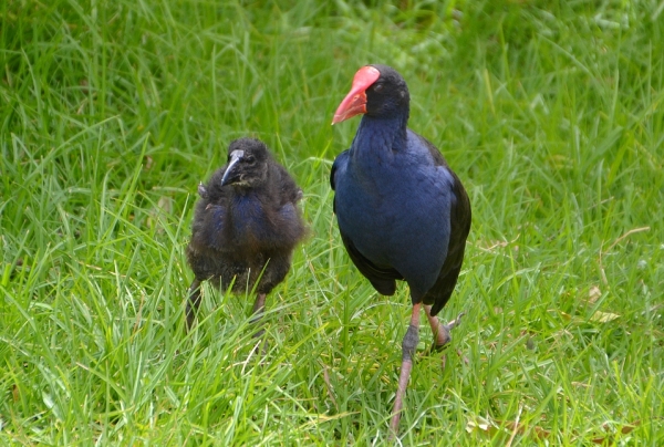 Zdjęcie z Australii - Modrzyki australijskie - kurki bagienne (Porphyrio melanotus)