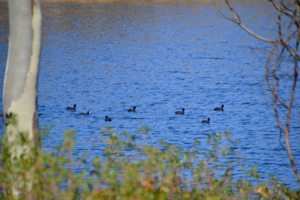 Zdjęcie z Australii - Łyski zwyczajne (Fulica atra), te same co w Polsce