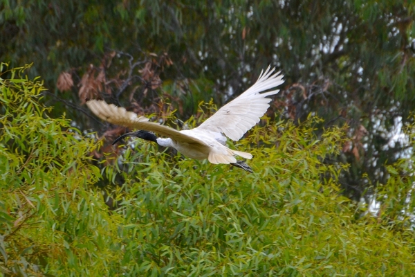 Zdjęcie z Australii - Leci ibis czarnopiory