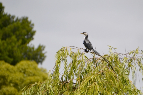 Zdjęcie z Australii - Na czubku wierzby płaczącej drugi kormoran