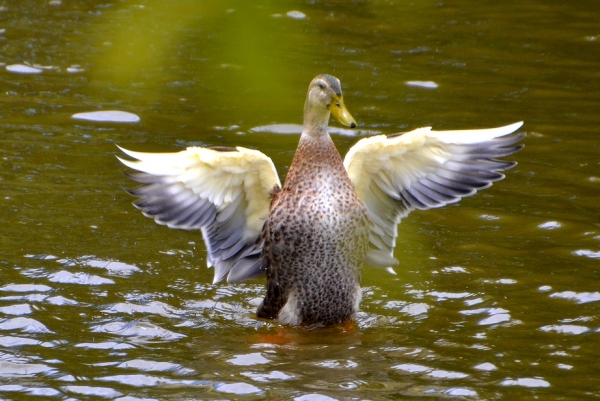 Zdjęcie z Australii - No prawie jak orzel :)