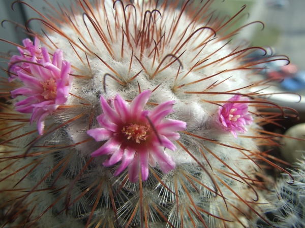 Zdjęcie z Polski - mammillaria bombycina