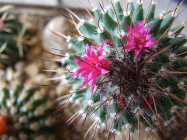 Zdjęcie z Polski - też mammillaria