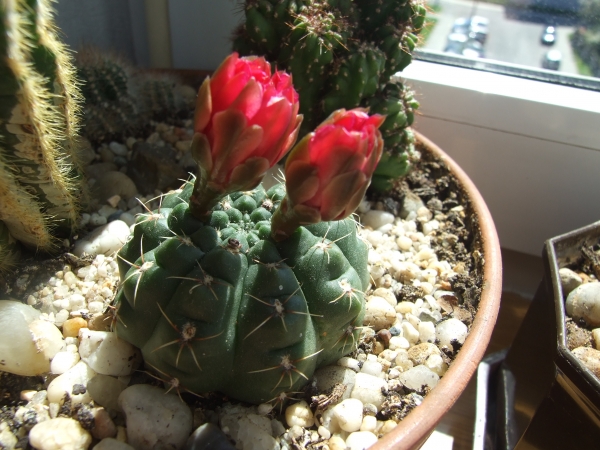 Zdjęcie z Polski - Gymnocalycium 