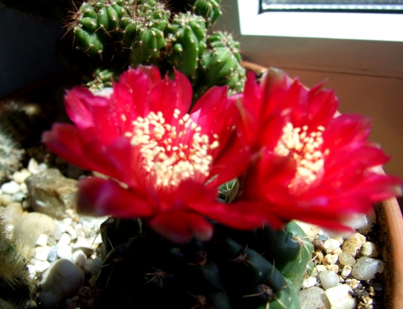 Zdjęcie z Polski - Gymnocalycium