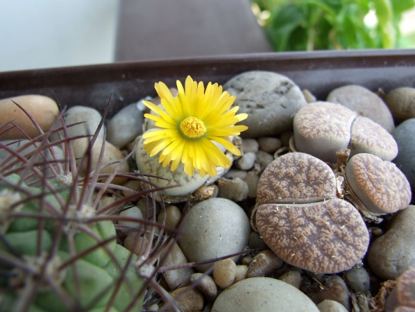 Zdjęcie z Polski - Lithops czyli żywe kamienie