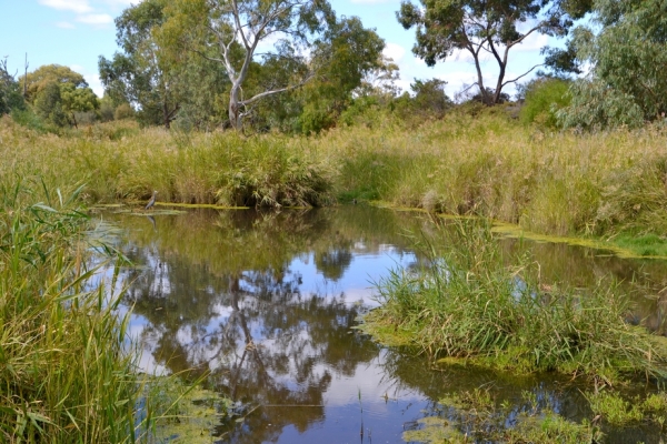 Zdjęcie z Australii - Dalej kolejny maly stawik - ty razem naturalny
