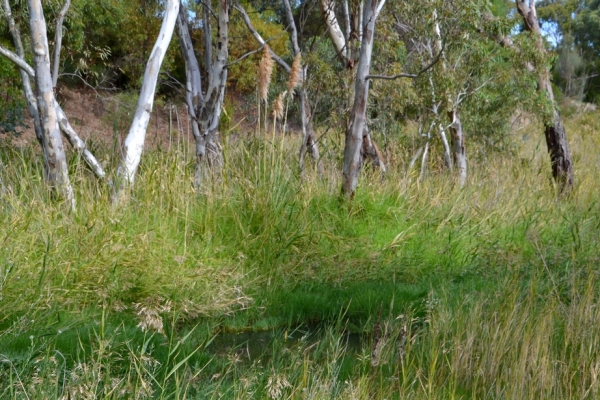 Zdjęcie z Australii - Brzegi strumienia porasta soczysta i superzielona trawa