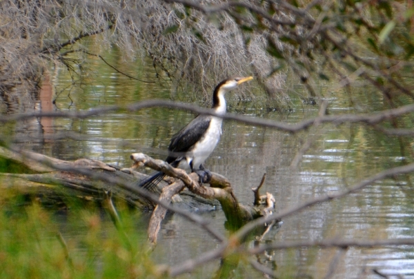 Zdjęcie z Australii - Kormoran srokaty (Phalacrocorax varius)