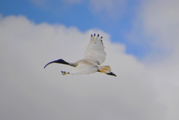 Zdjęcie z Australii - Przelatuje ibis