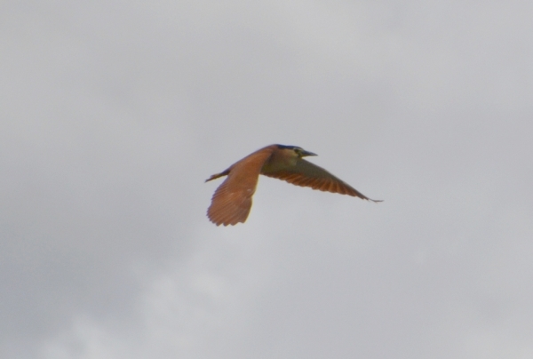 Zdjęcie z Australii - Ślepowron rdzawy (Nycticorax caledonicus)