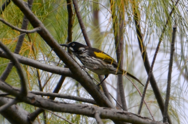Zdjęcie z Australii - Miodaczek białouchy (Phylidonyris novaehollandiae)