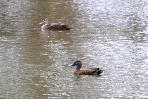 Zdjęcie z Australii - 