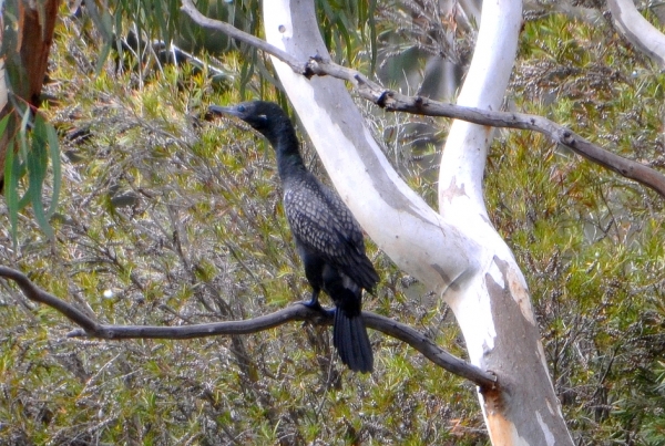 Zdjęcie z Australii - Na eukaliptusowej galezi rozsiadl sie kormoran bruzdodzioby