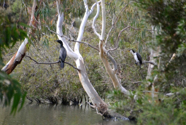 Zdjęcie z Australii - A niedalego bruzdodziobego siedzi kormoran bialolicy