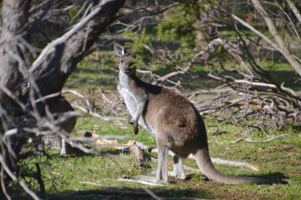 Zdjęcie z Australii - 