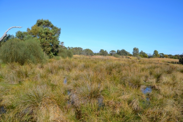 Zdjęcie z Australii - Rozlewiska Aldinga Wetlands