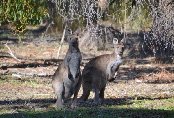 Zdjęcie z Australii - W lesie znowu spotylam wielkie pasikoniki ;)))