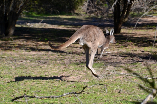 Zdjęcie z Australii - Lepiej uciekac :)