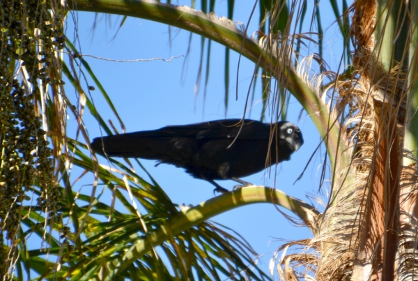 Zdjęcie z Australii - Goscie mojego ogrodu - kruk australijski