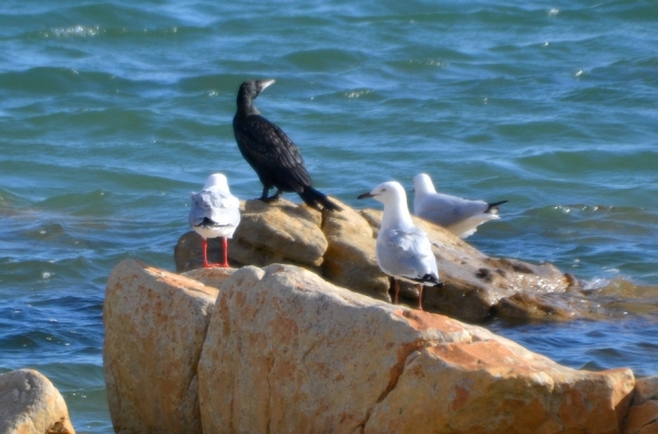 Zdjęcie z Australii - Ten kormoran ma towarzystwo mew :)