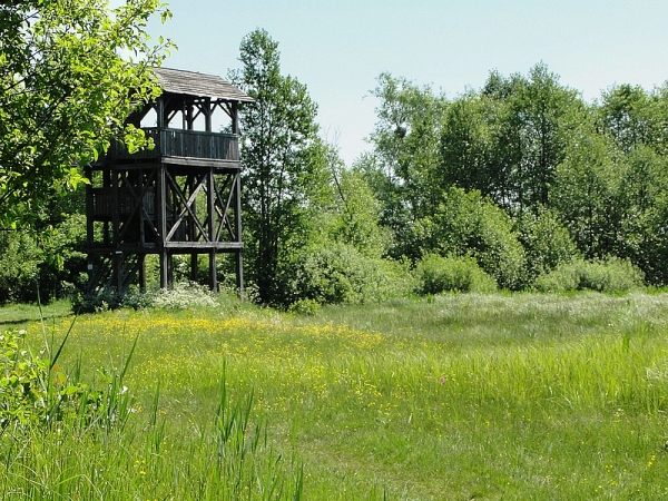 Zdjęcie z Polski - Wieża widokowa na skraju bagna Ławki.