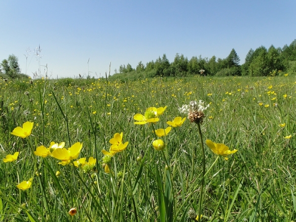 Zdjęcie z Polski - Widok na bagno od strony wieży widokowej.