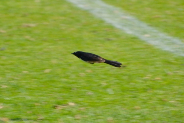 Zdjęcie z Australii - Nad stadionowa murawa mknie jak strzala wachlarzowka