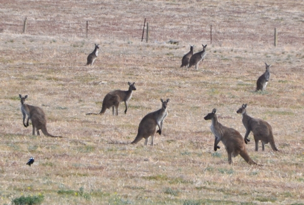 Zdjęcie z Australii - 