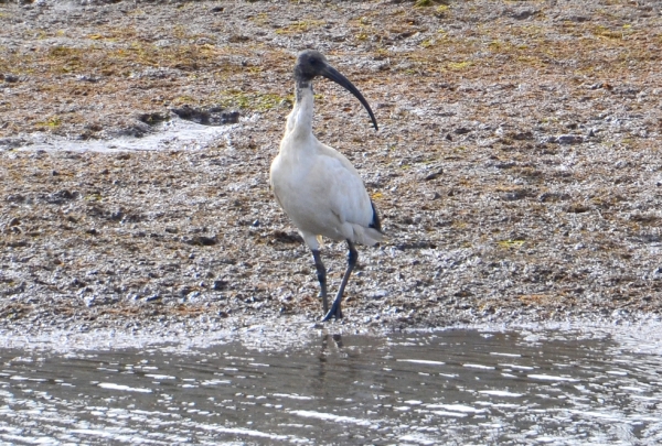 Zdjęcie z Australii - Zaciekawiony ibis