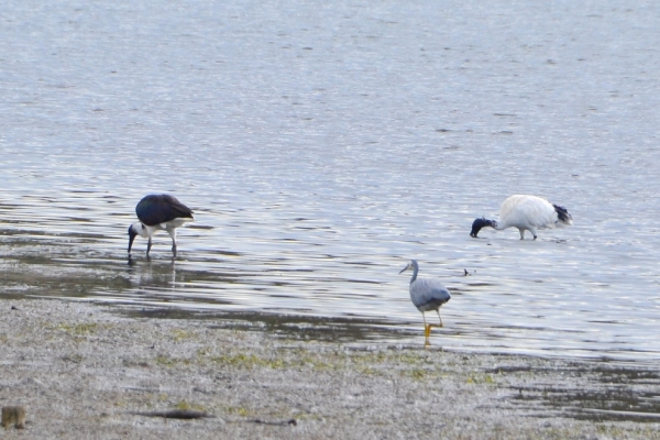 Zdjęcie z Australii - Dalej czapla bialolica i dwa ibisy - ino ze ten ibis z lewej jakis inny