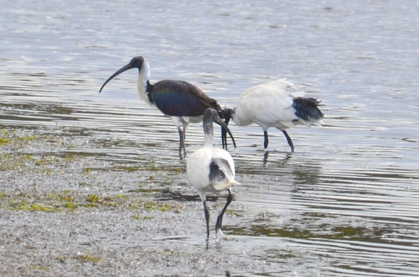 Zdjęcie z Australii - To ibis żółtoszyi (Threskiornis spinicollis), ktory przylaczyl sie do grupki ibisow czarnopiorych